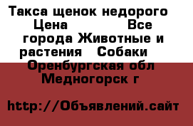 Такса щенок недорого › Цена ­ 15 000 - Все города Животные и растения » Собаки   . Оренбургская обл.,Медногорск г.